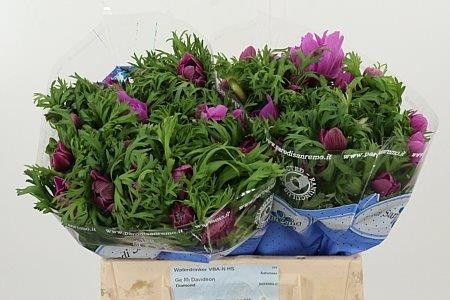 Анемон Леван Фуксия 35 (ярко-роз.), шт.