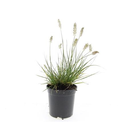 Pennisetum al. 'Little Bunny', D 14 cm