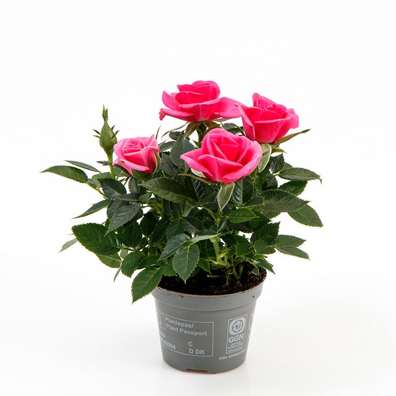 Rosa Amica Kordana mini, D 6