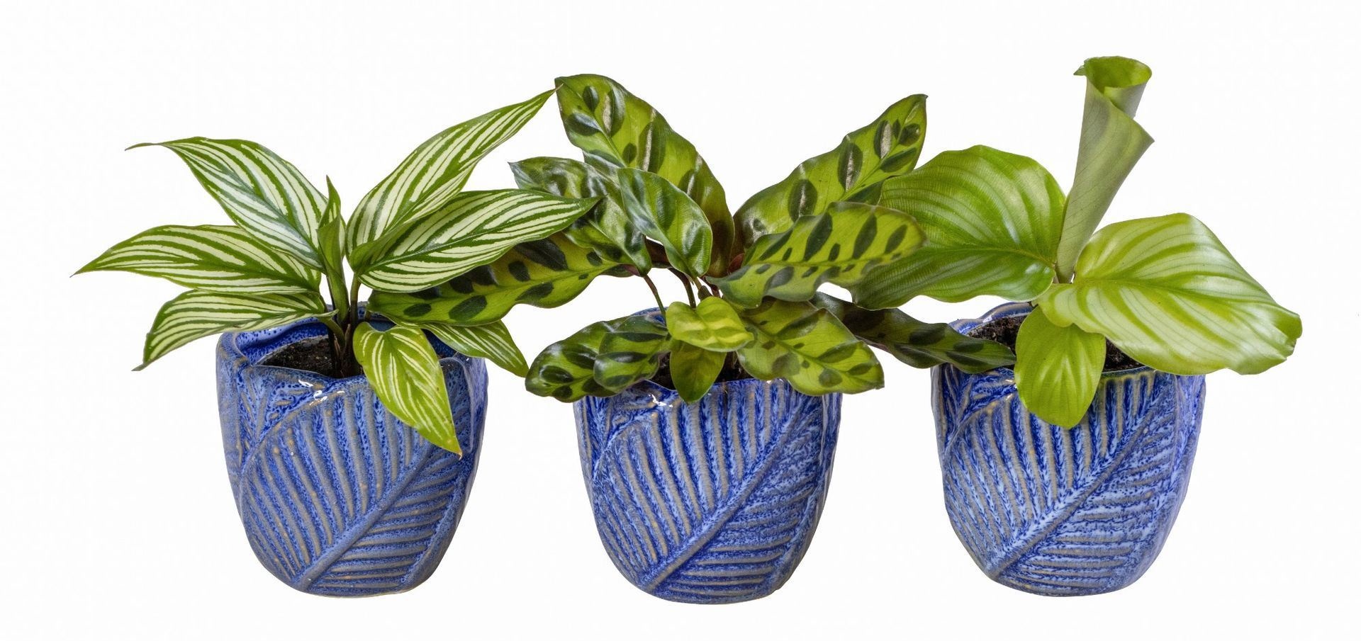 L 65970 with Calathea Mix 6 cm, D 6