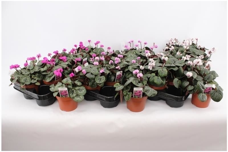 Cyclamen Coum Mix Layer, D 10,5