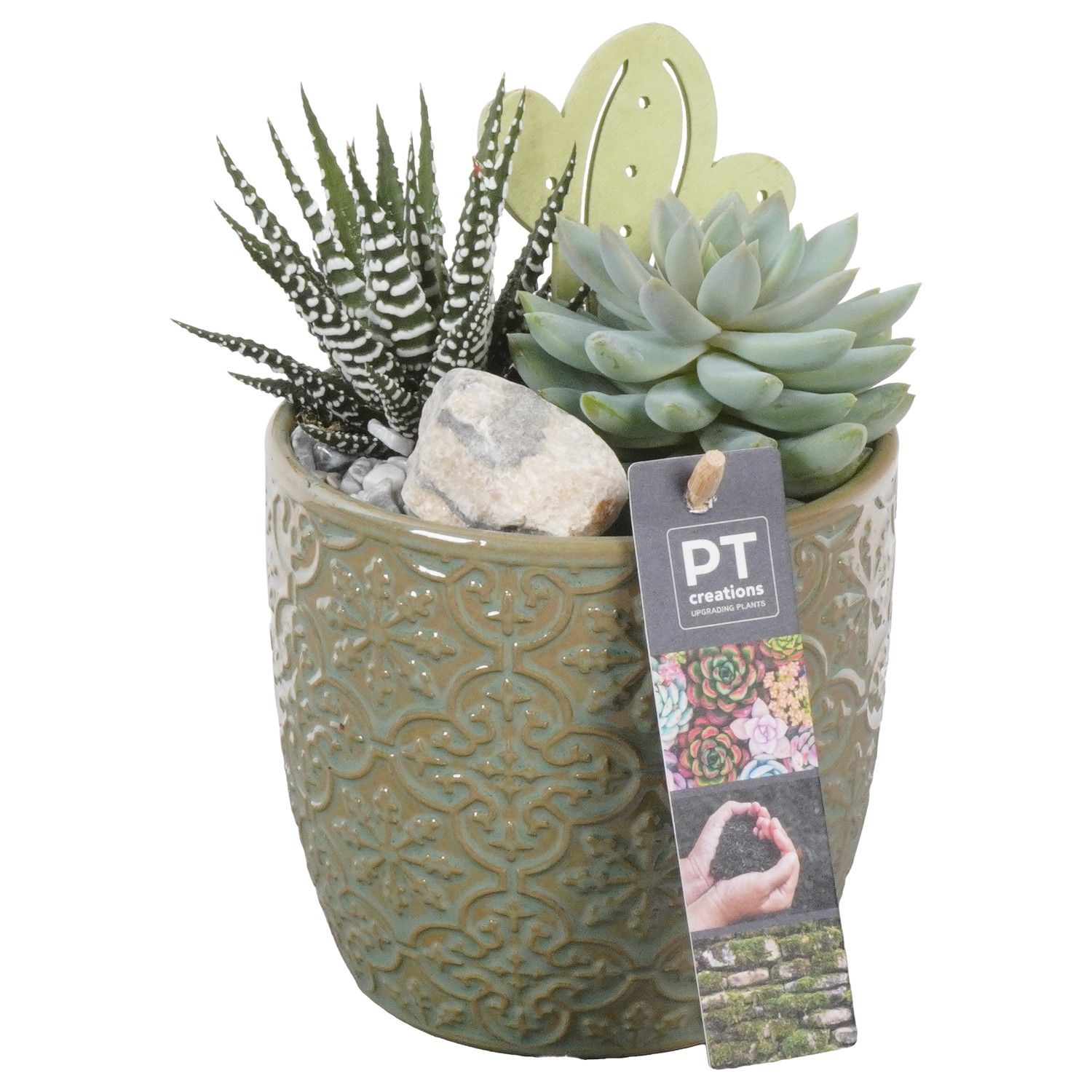 PTSU8471 Arrangement Succulenten in keramiek pot, D 12