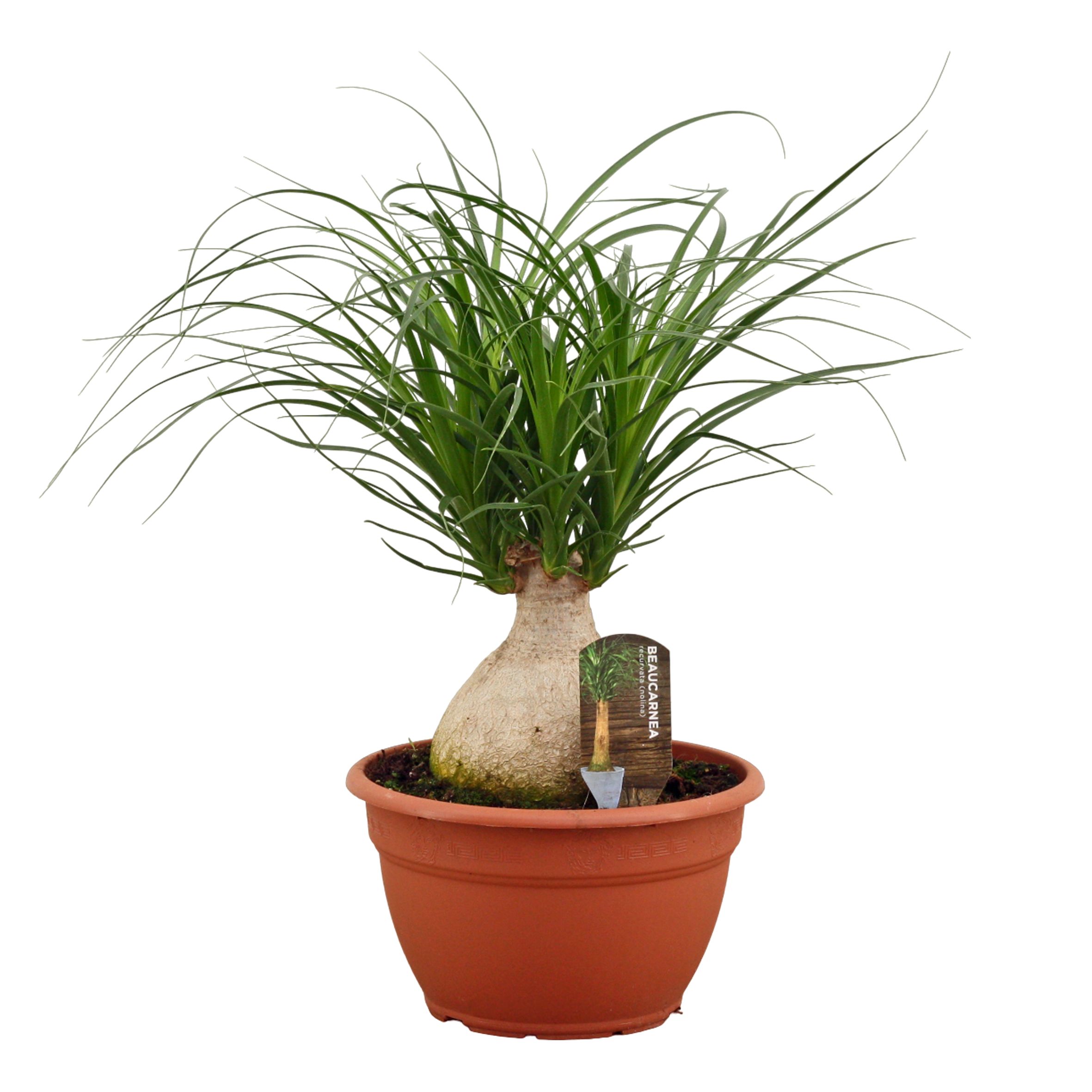 Beaucarnea Bol 25 cm, D 25