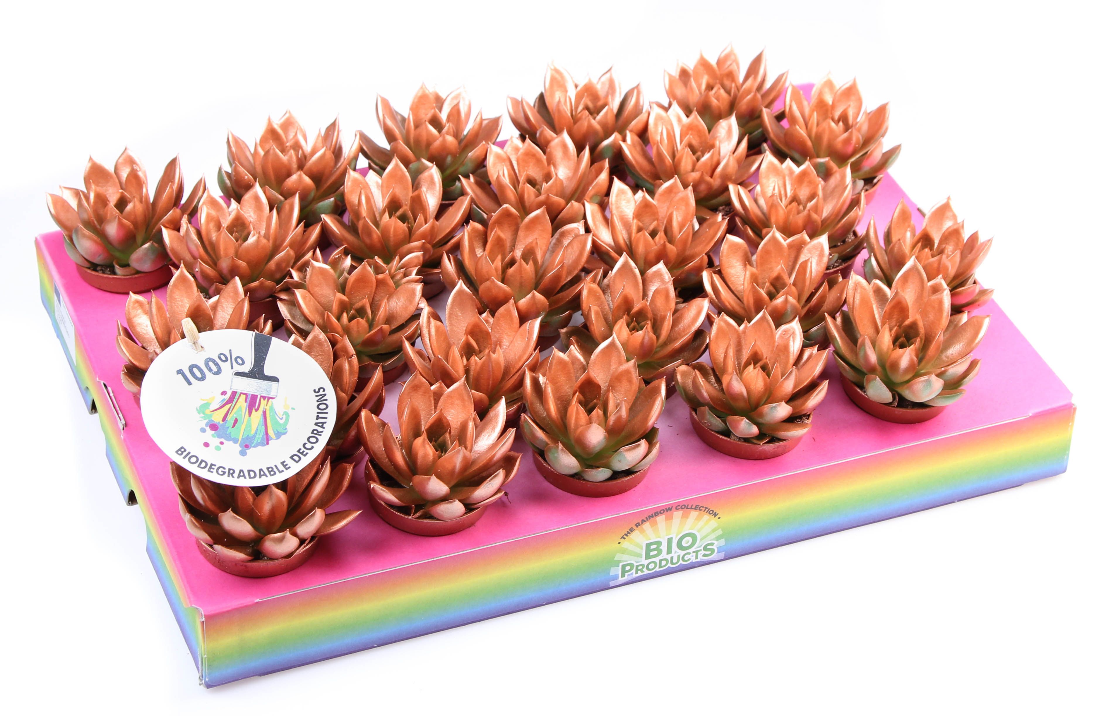 Bio miranda rainbow bronze, D 5,5