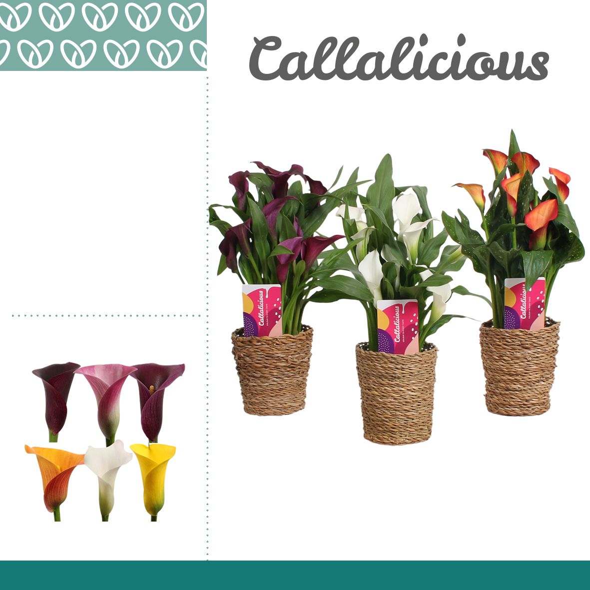 Zantedeschia (Calla) Mix in Ruby mand, D 12