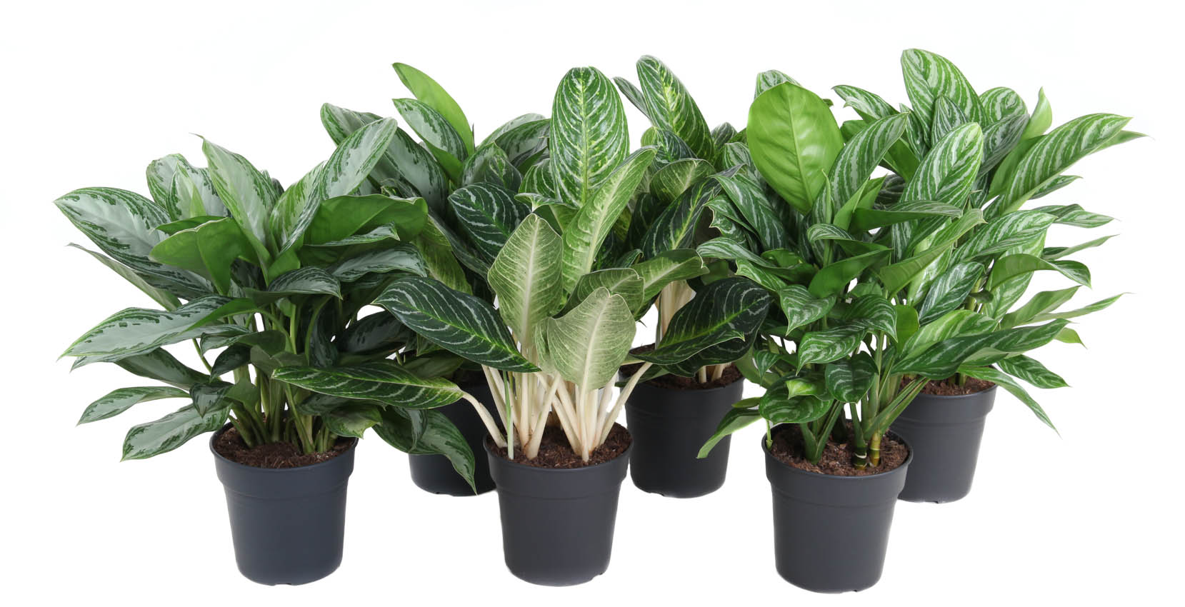 Mix aglaonema 24cm, D 24