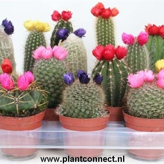 112 Sier (droogbloem) 8,5 cm, D 8,5