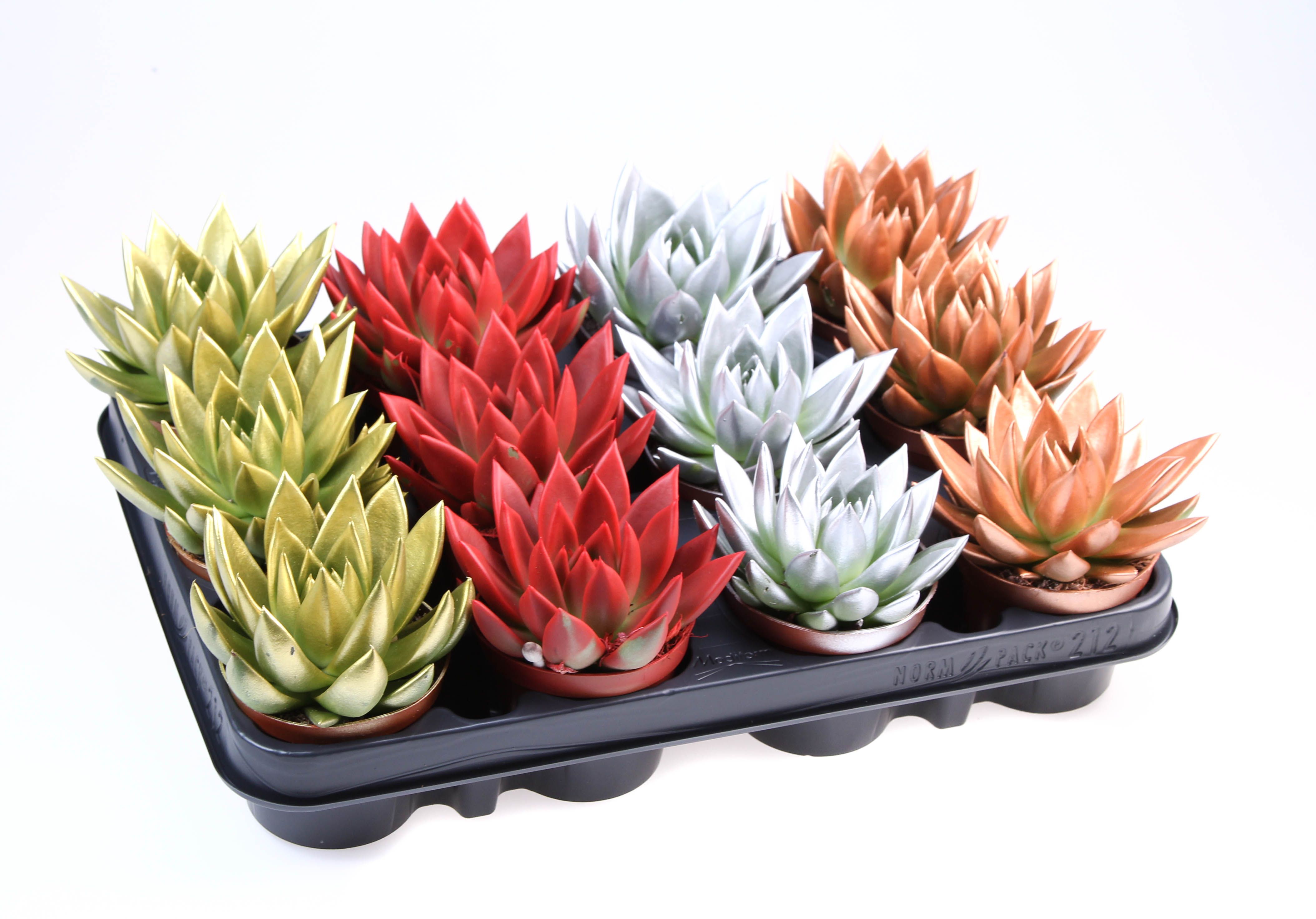 Rainbow kerstmix, D 8,5