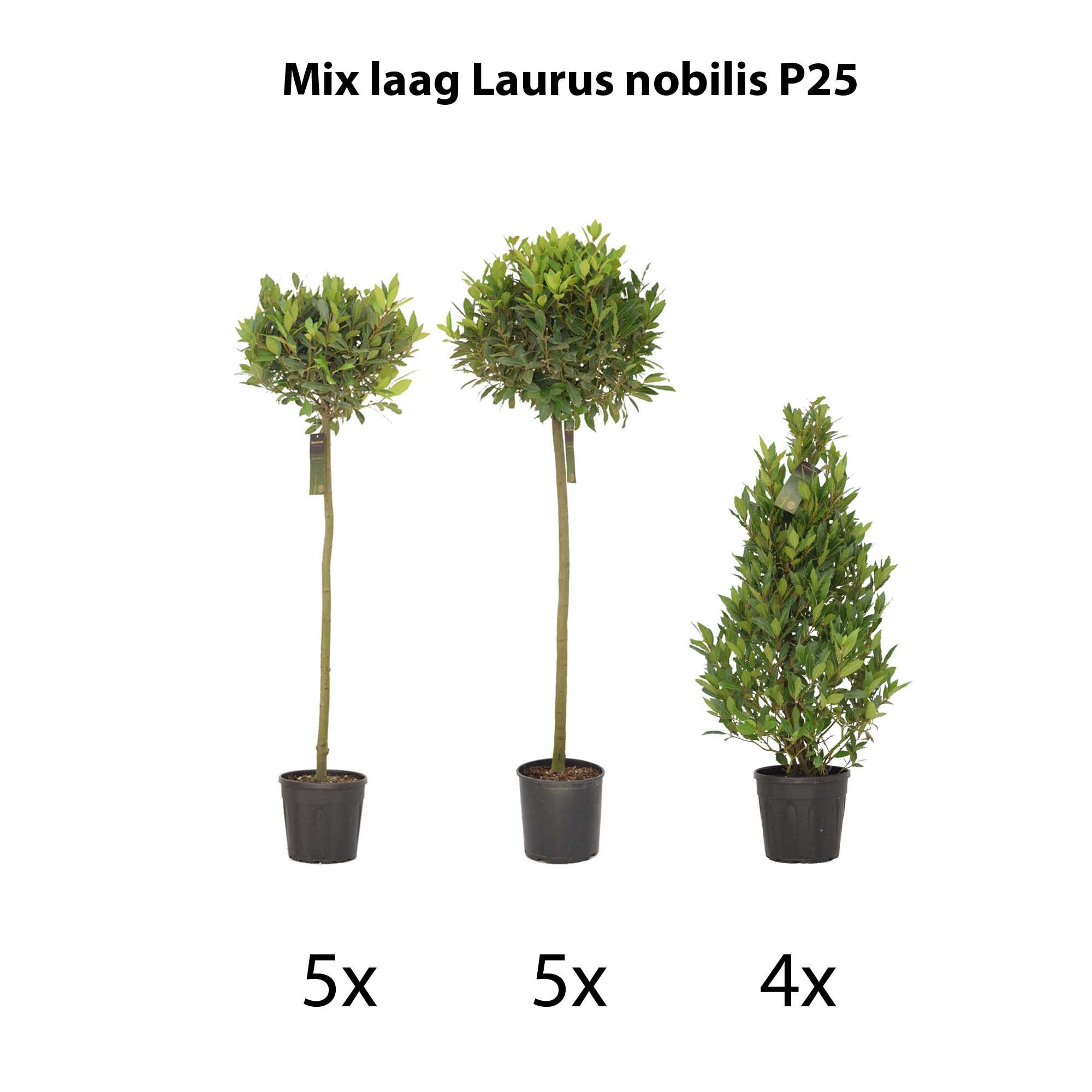 Mix laag Laurus nobilis P25, D 25