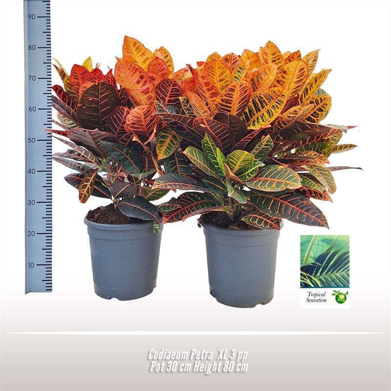 Codiaeum Petra, D 30