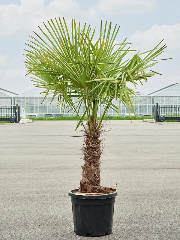 Trachycarpus fortunei (190-230), D 45