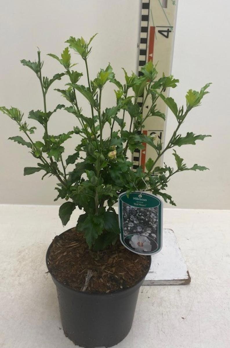 Hibiscus syr. 'Red Heart', D 19