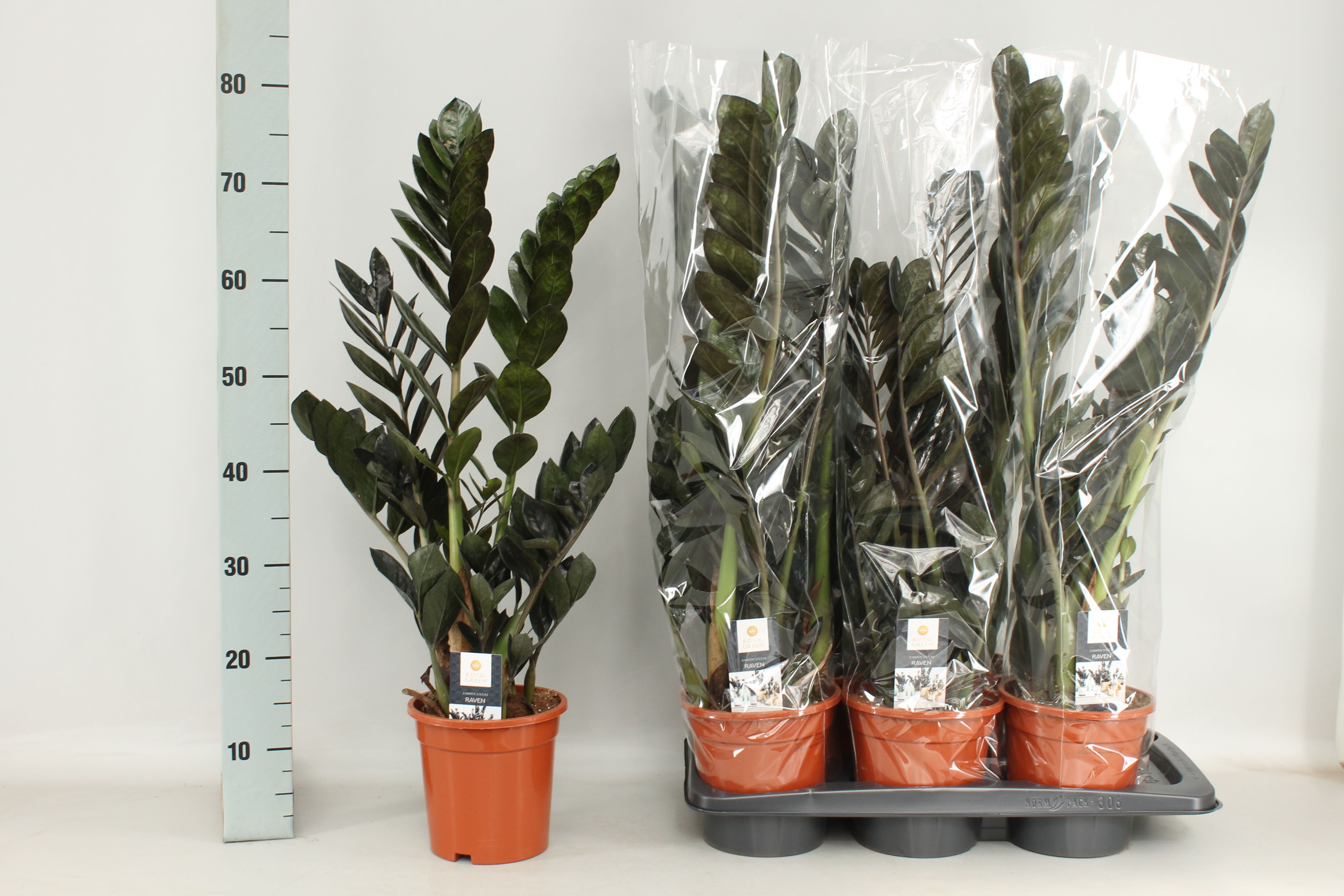Zamioculcas Raven 17cm, D 17