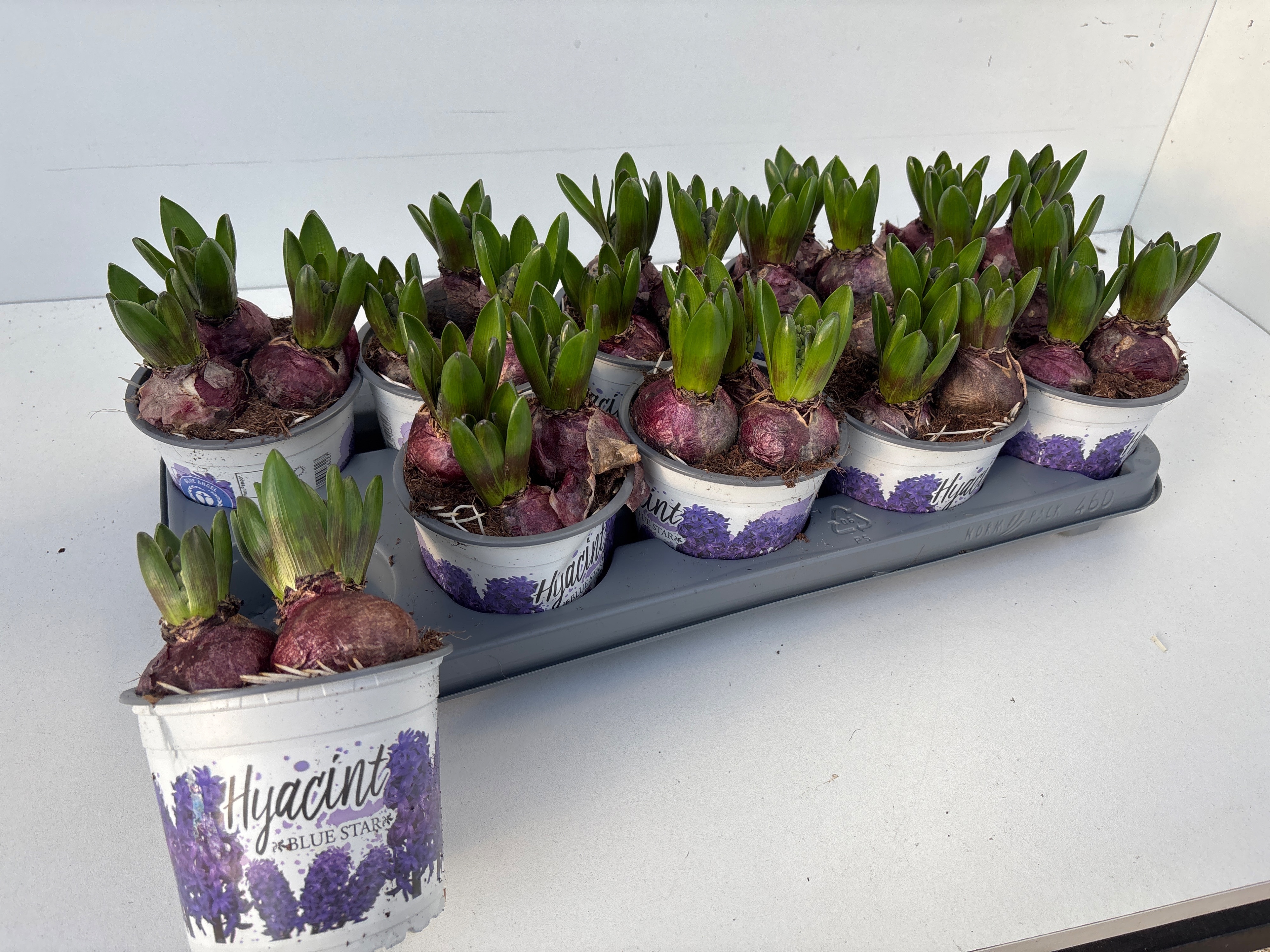 hyacinthus blue star, D 12