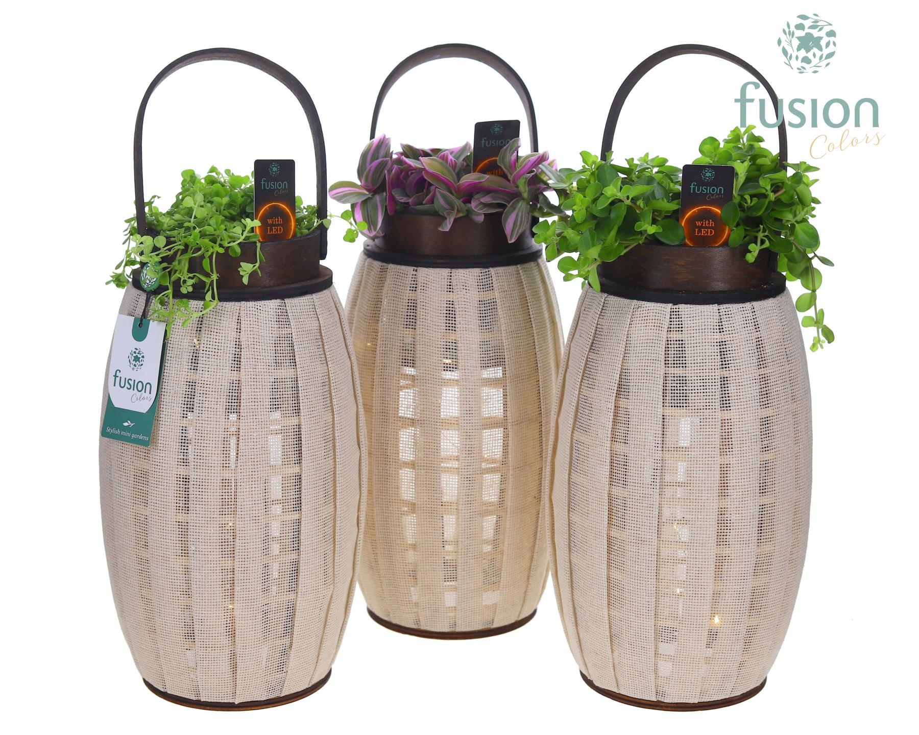 Houten Lantaarn met groenmix met 12 LED verlichting batterij, D 23