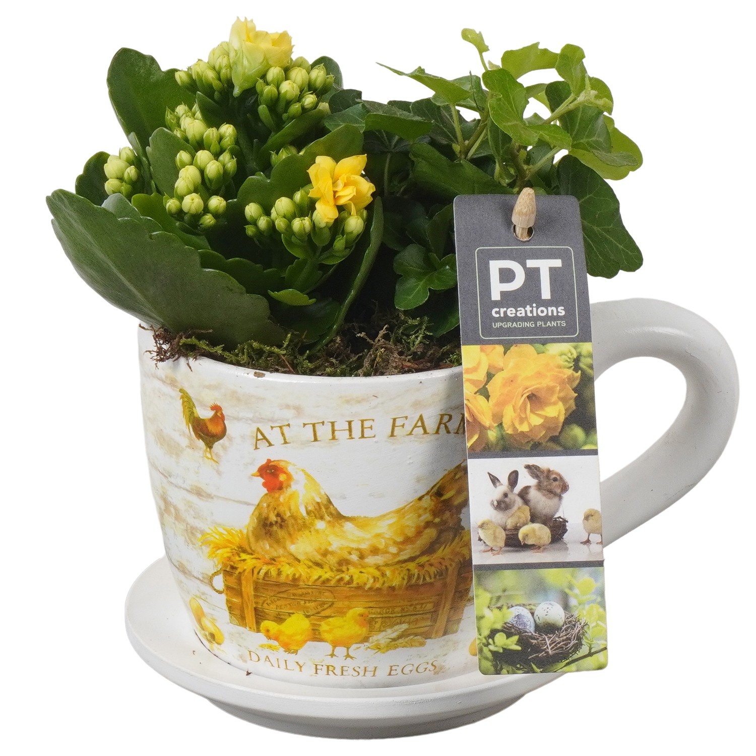 PTPB6512 Arrangement Easter in keramiek pot, D 11