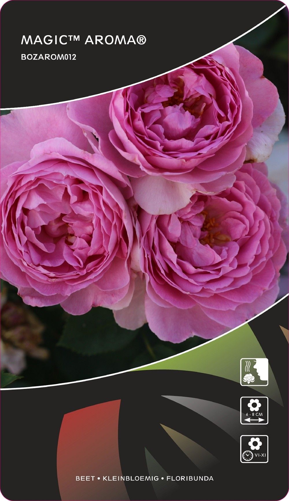 Rosa (F) Magic™ Aroma® Sense of Love Collection, D 17