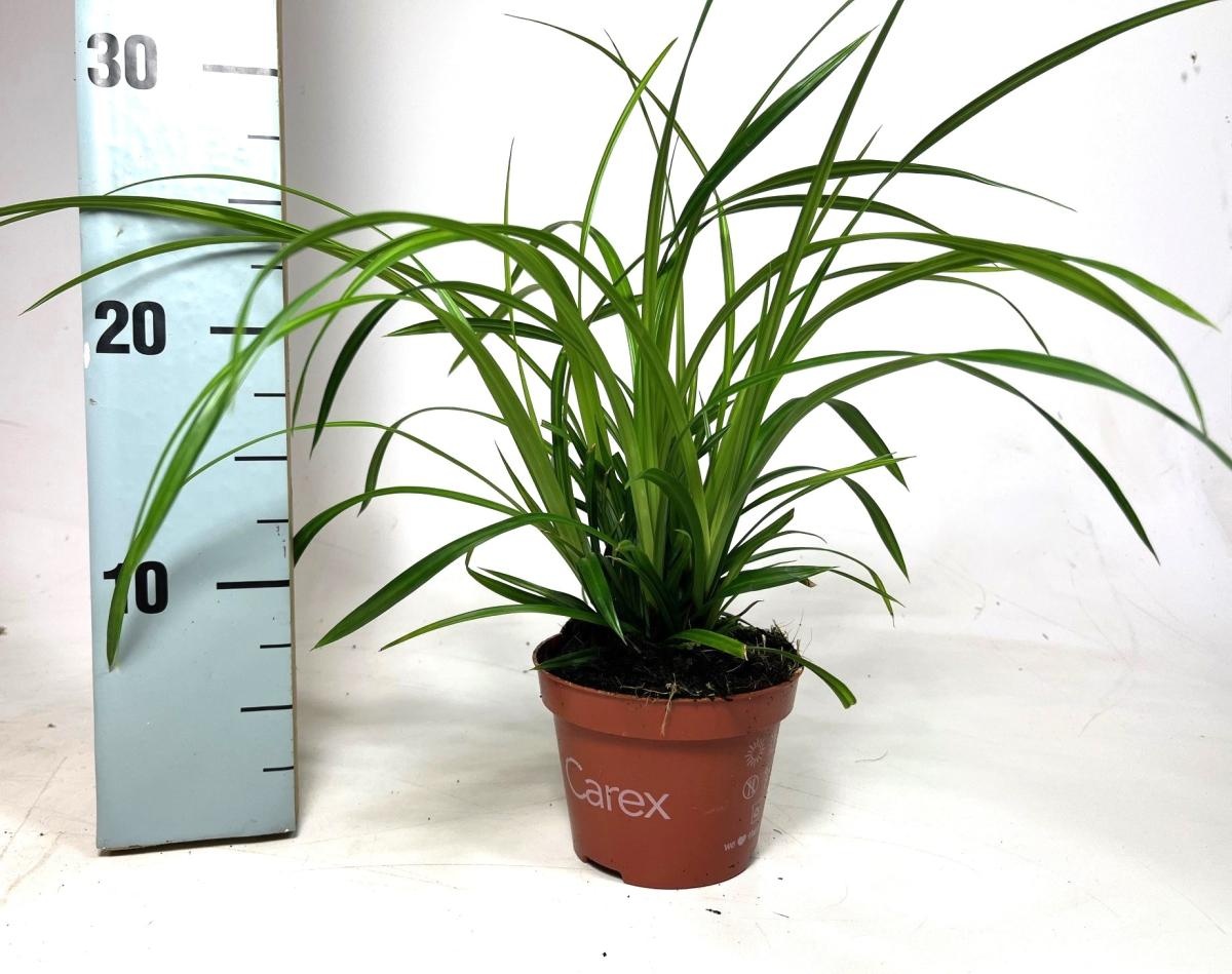 Carex morrowii 'Irish Green', D 10,5