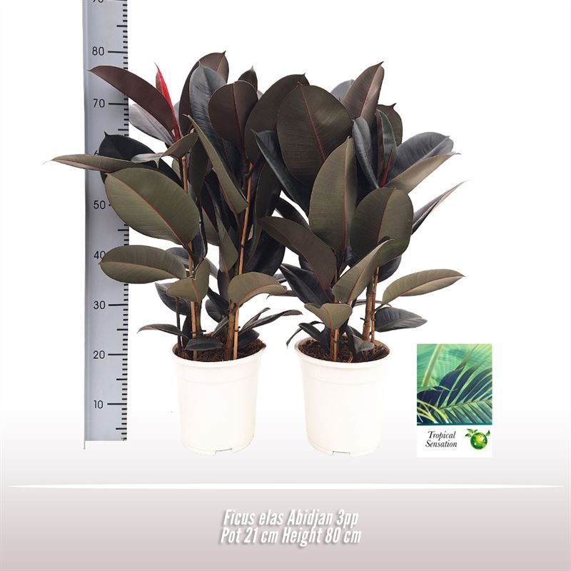 Ficus elas. Abidjan, D 21