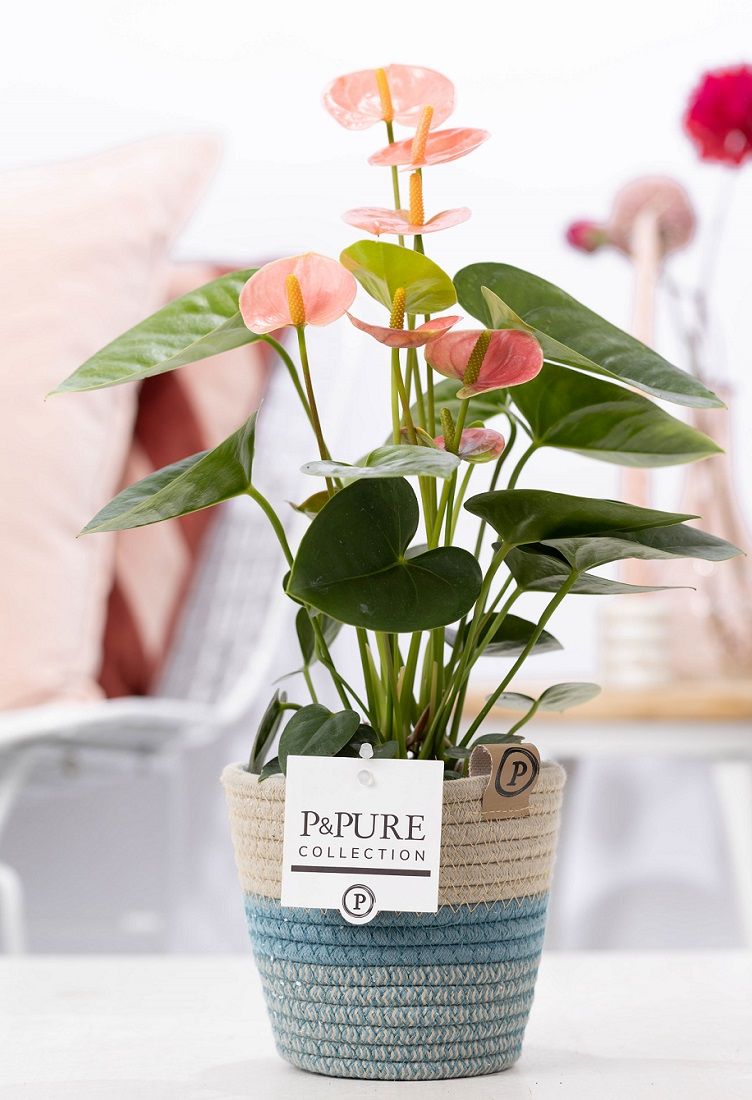 Anthurium pink (Spirit) in P&PURE Fashionpot Valerie, D 12
