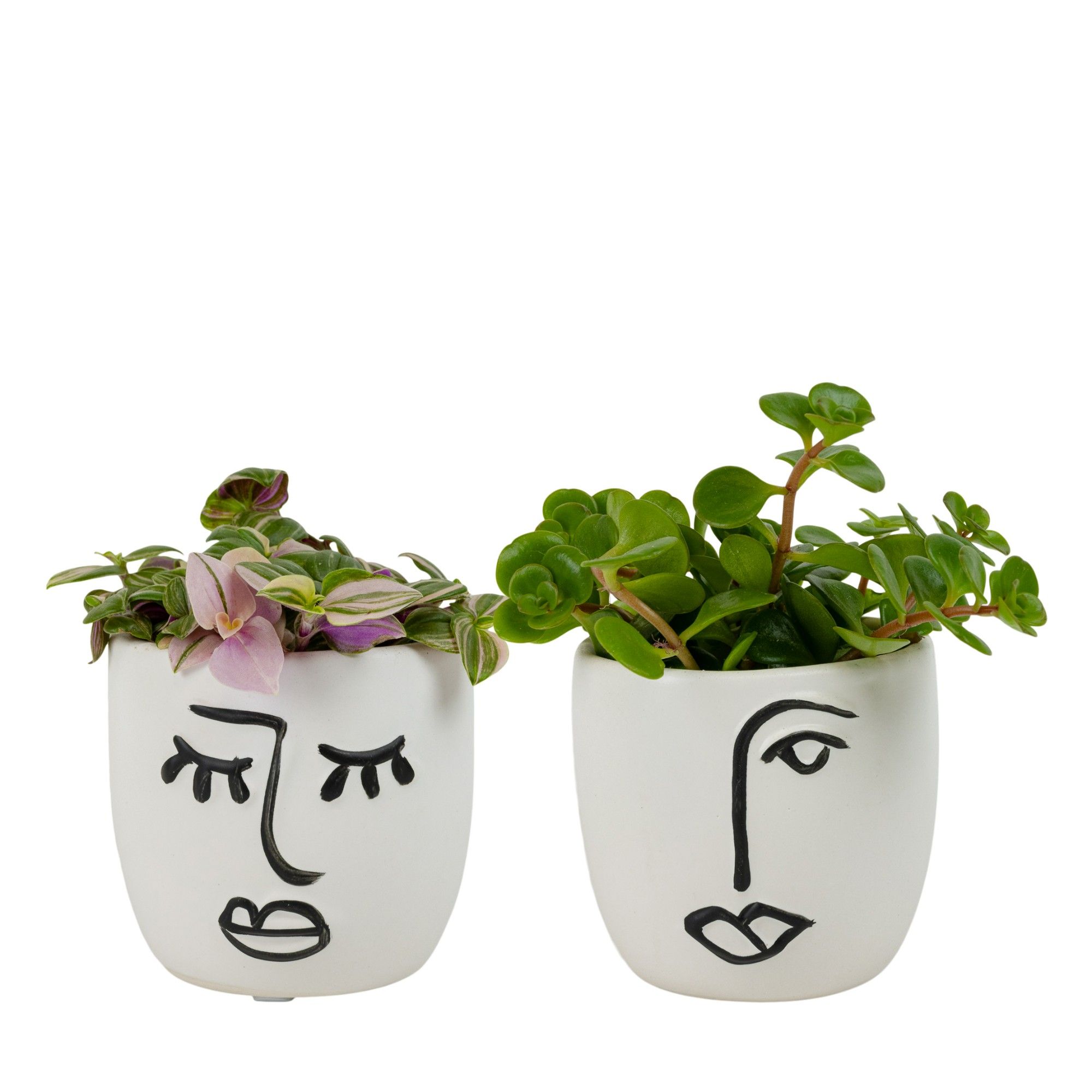 Expression with Compact Foliage, D 6