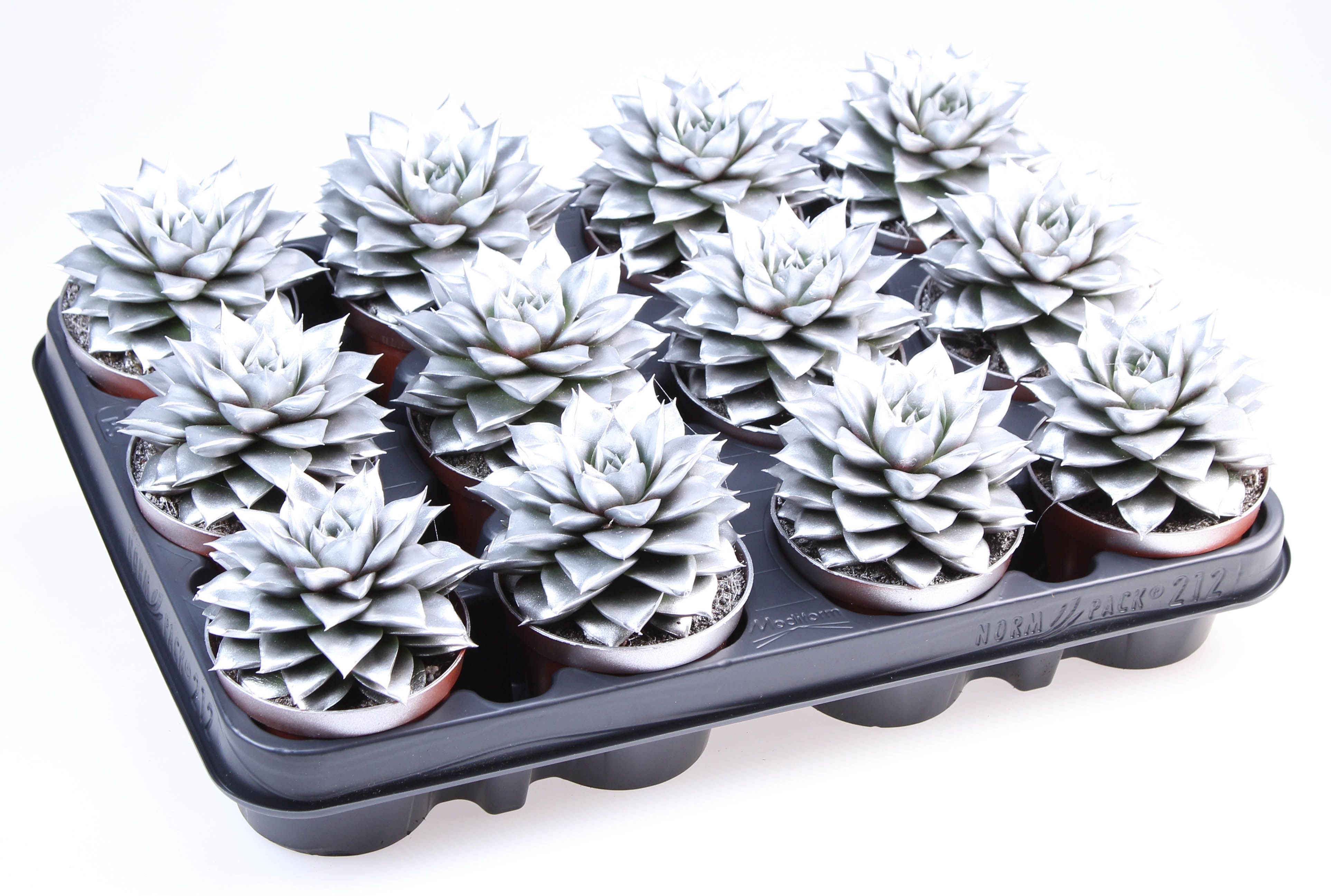 Rainbow purper silver, D 8,5