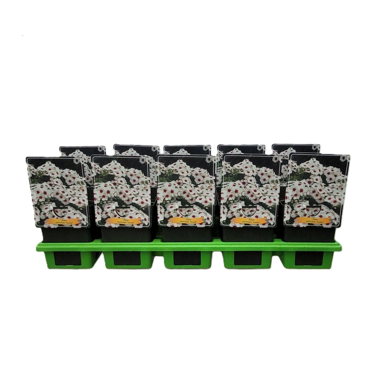 Phlox Paniculata 'Europa' P11, D 11