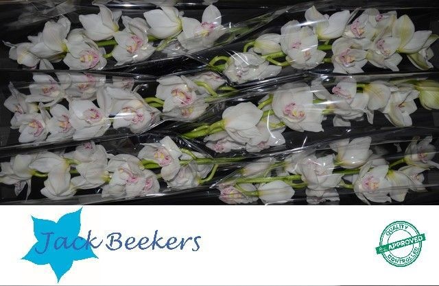 Цимбидиум Килиманджаро 80 (бел.) x6, шт.