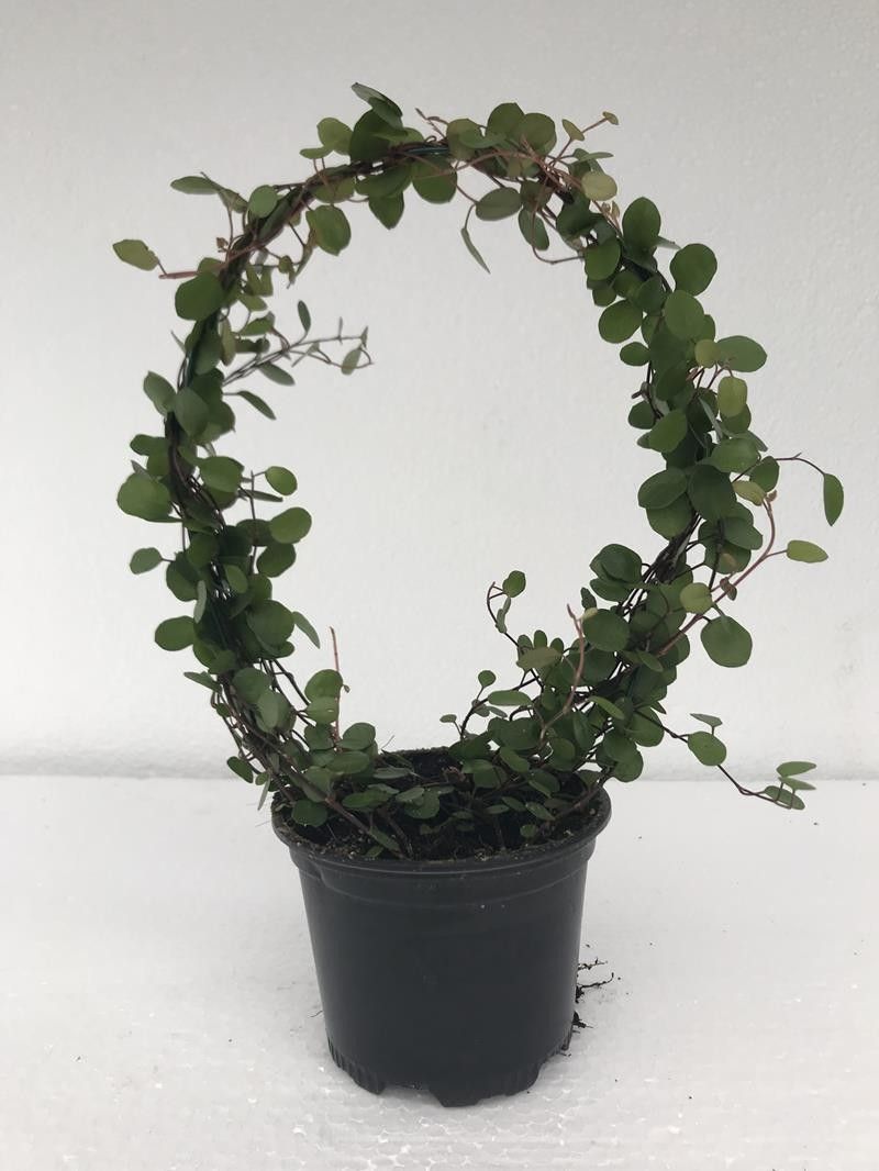 MUEHLENBECKIA COMPLEXA 'HEART', D 9