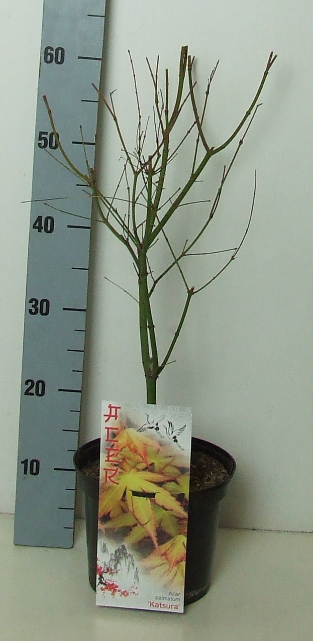 Acer palmatum 'Katsura' P19 Full CC, D 19