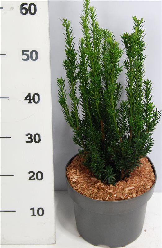 Taxus media 'Hillii', D 23