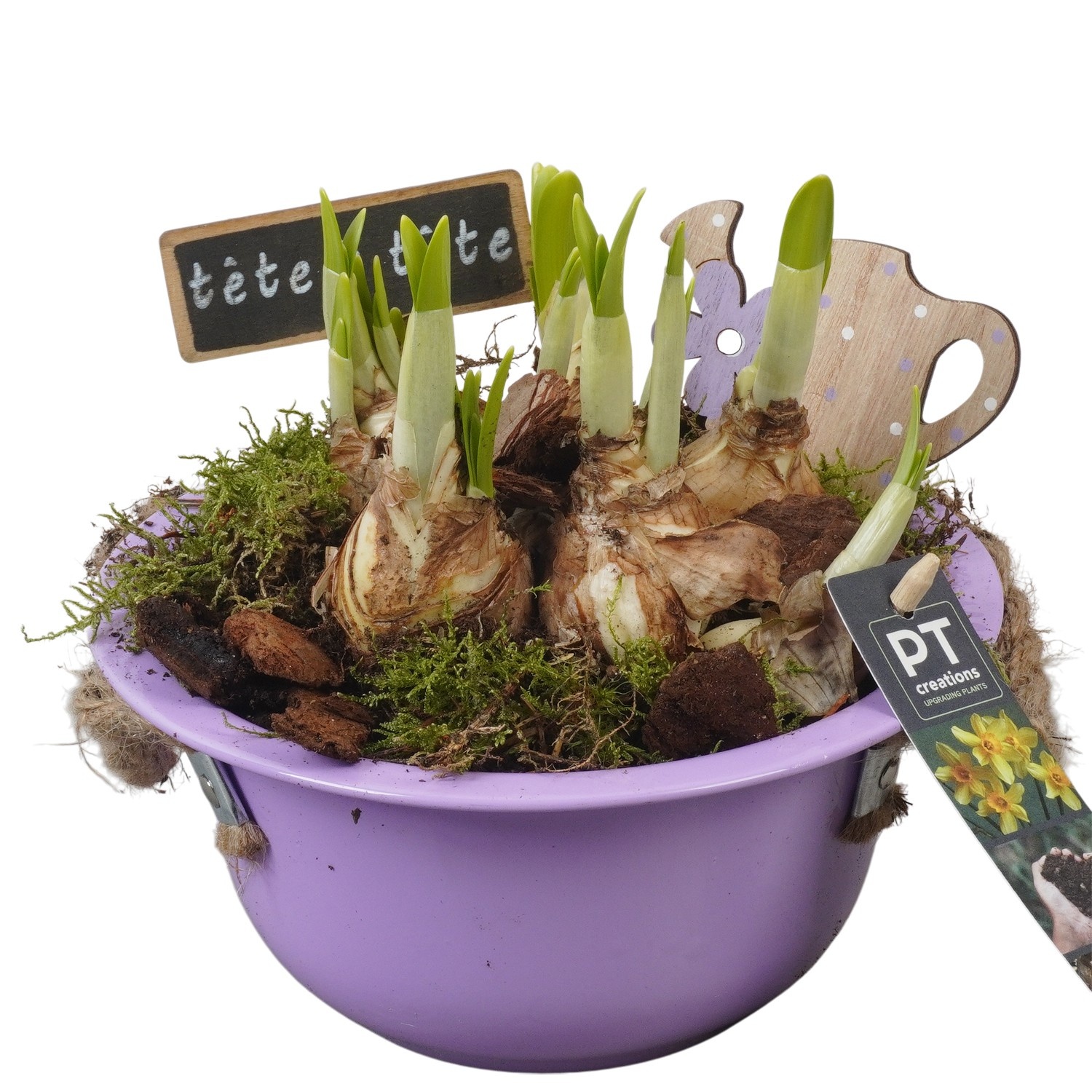 PTN8518 Arrangement Narcissus in zink schaal, D 18