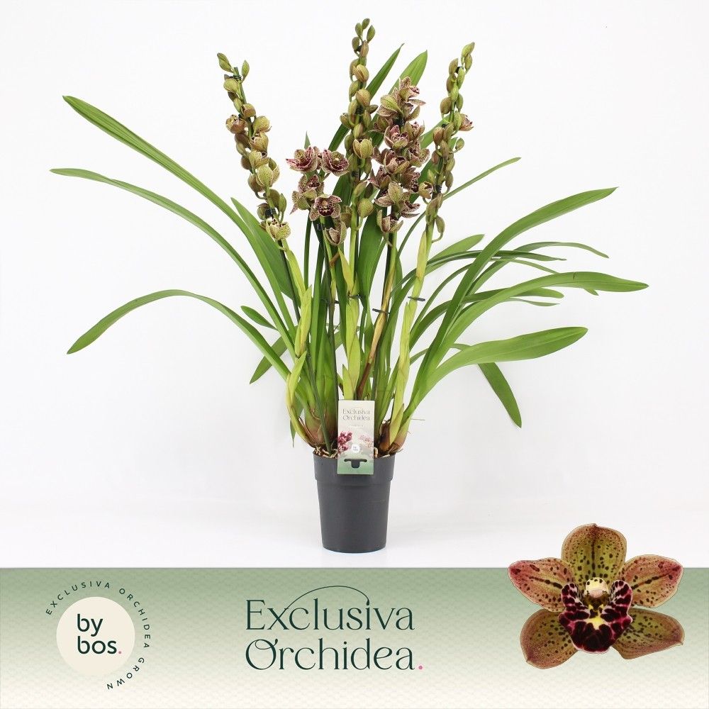 Cymbidium, Magic Bird 5+ spike P14 'Exclusiva Orchidea', D 14