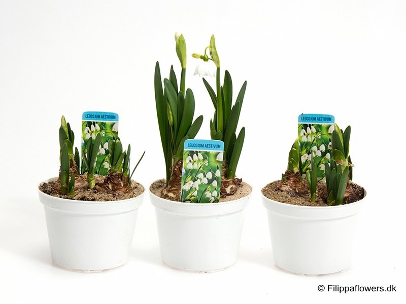 LEUCOJUM AESTIVUM, D 10