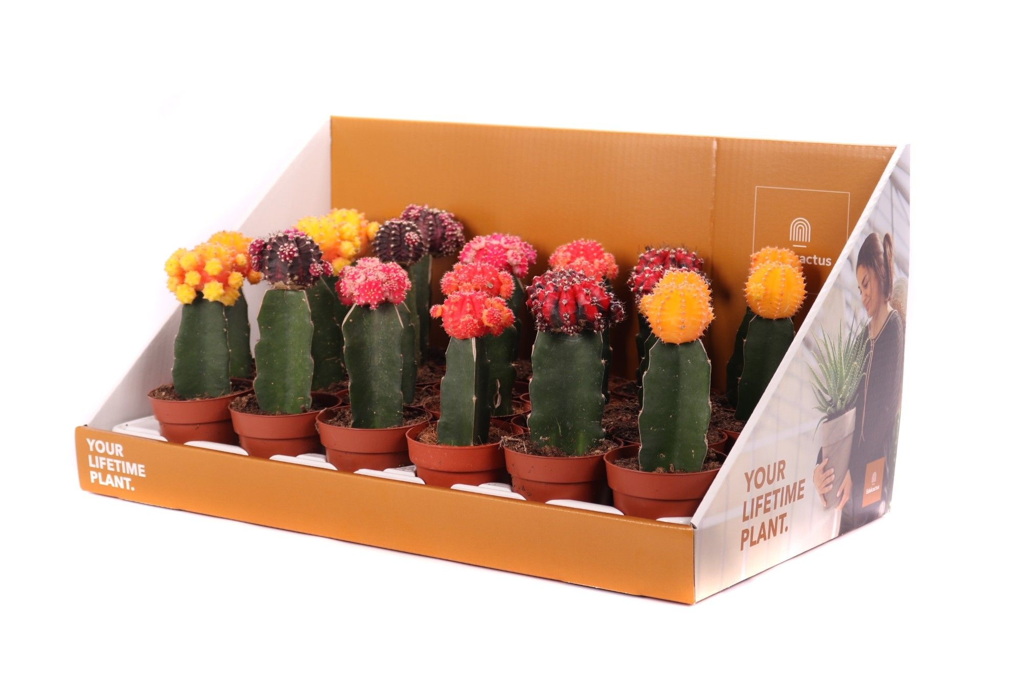 Cactus geent 8,5 cm in showdoos your lifetime plant, D 8,5