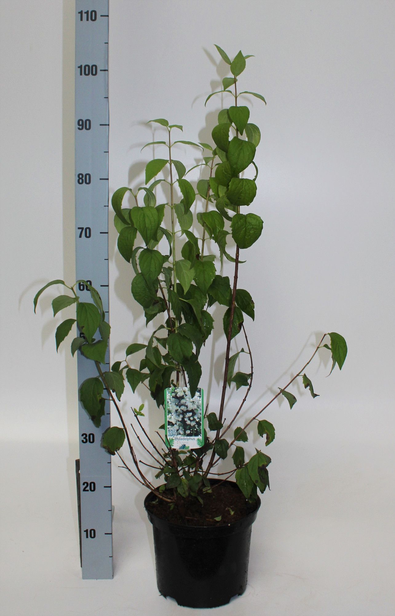 Philadelphus Schneesturm, D 23