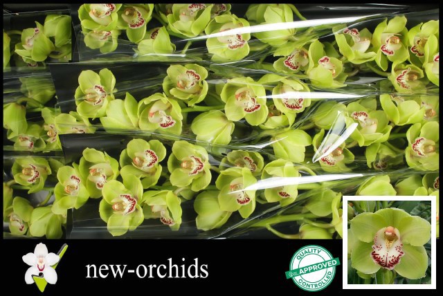 Цимбидиум Энди Андерс x9 60, шт.