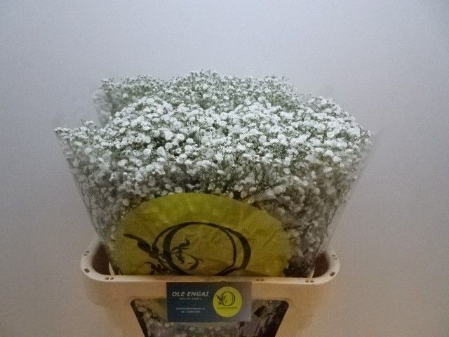 Гипсофила Экселенс 80 (бел.), шт.