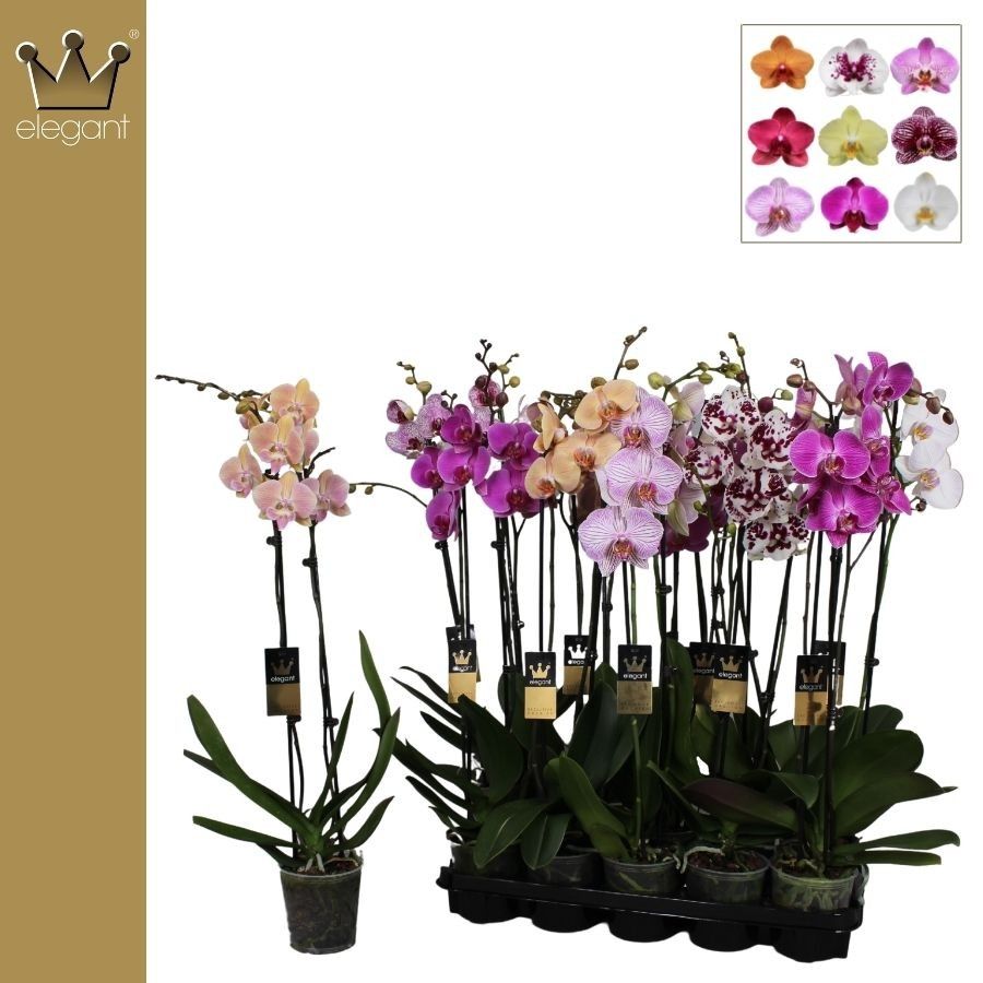 Phalaenopsis 2 tak Royal Collection 70 cm, D 12