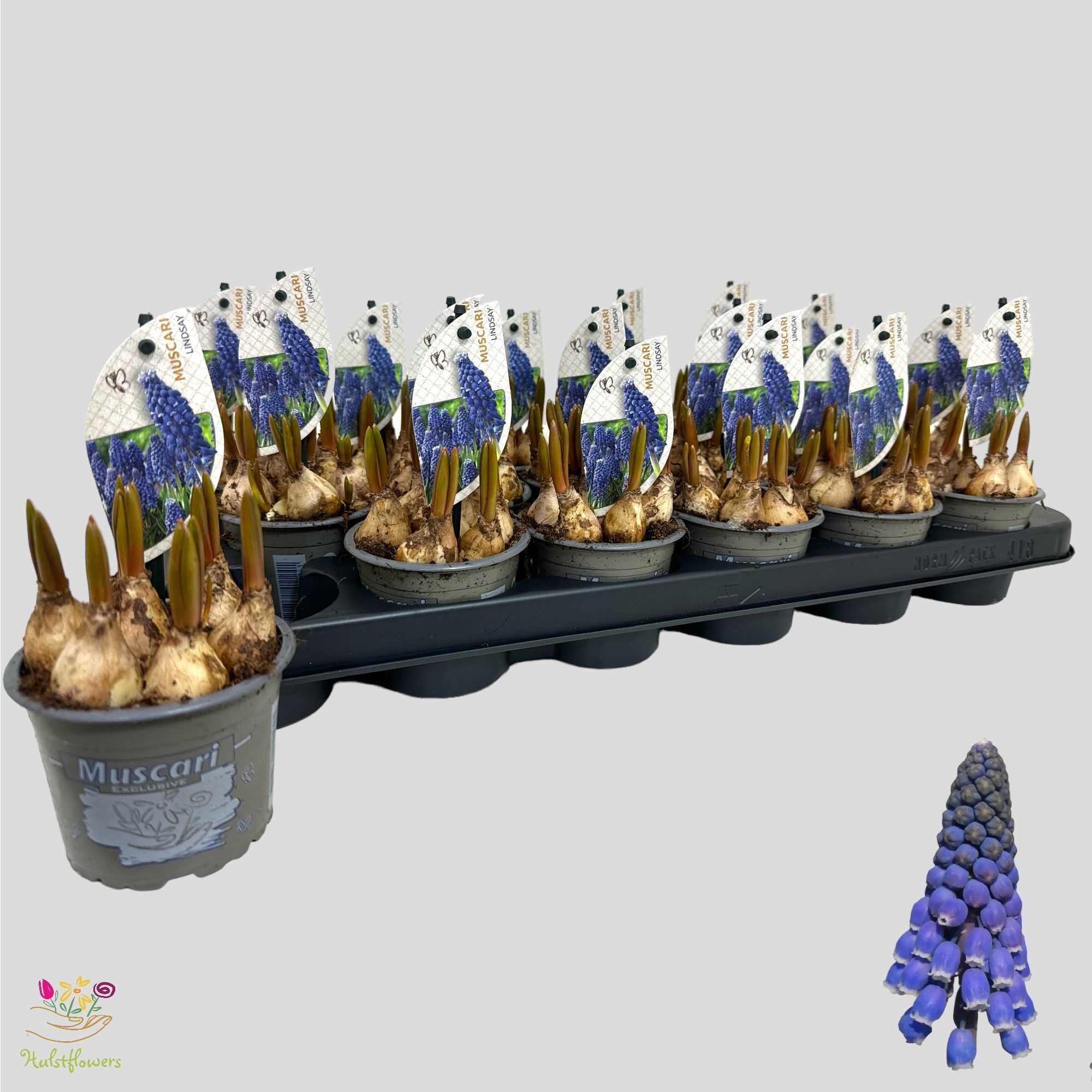 Muscari 'Lindsay', D 9