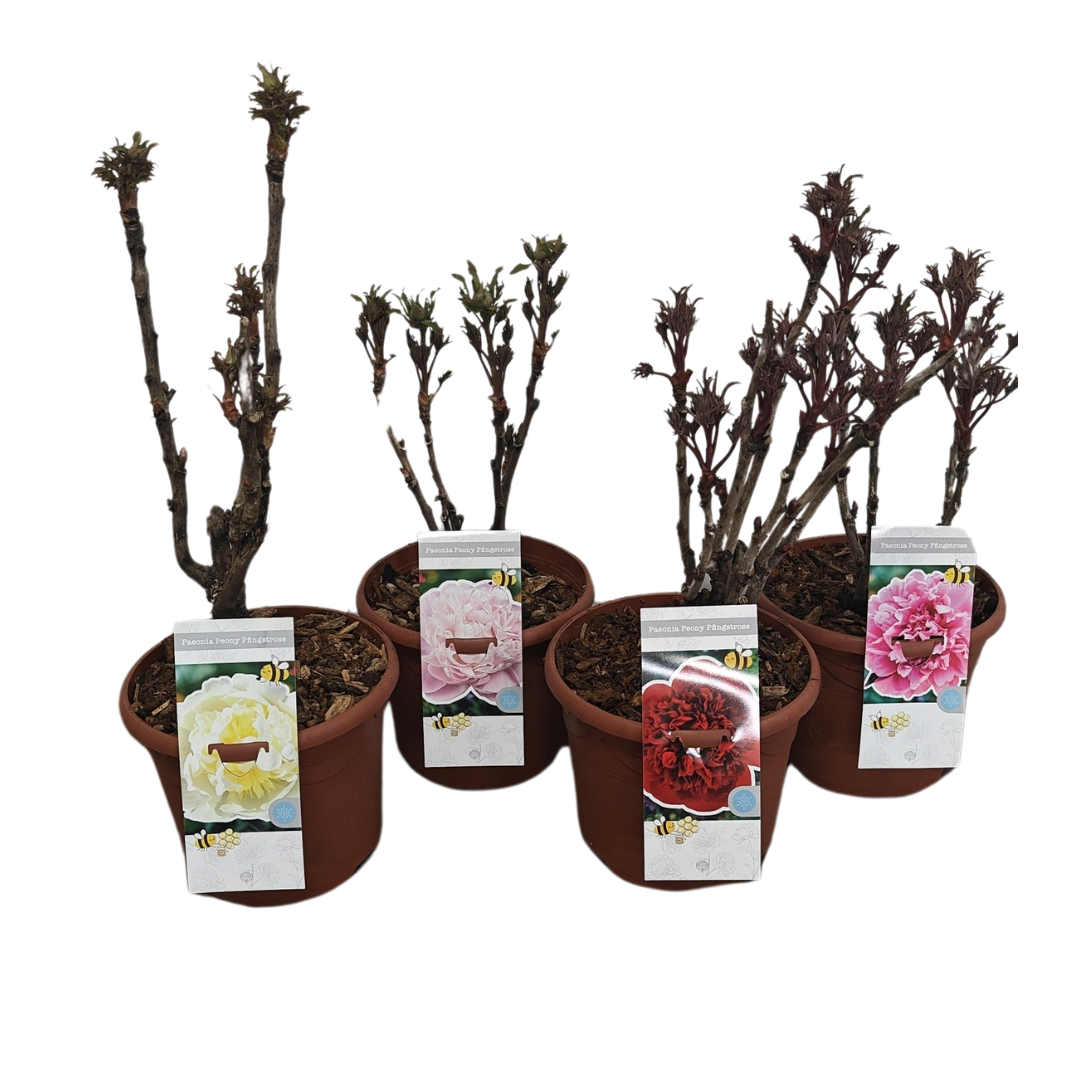 Paeonia Woody suffruticosa Mix pink/white/red/yellow, D 26