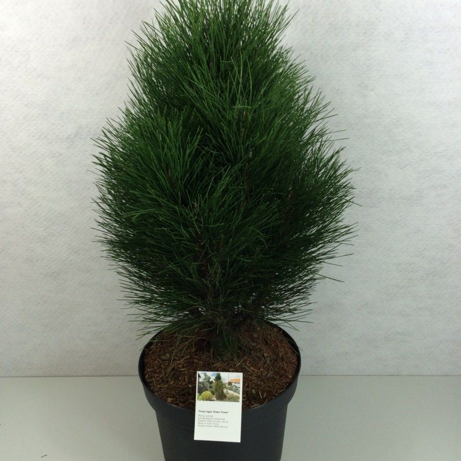 Pinus nigra 'Green Tower', D 29