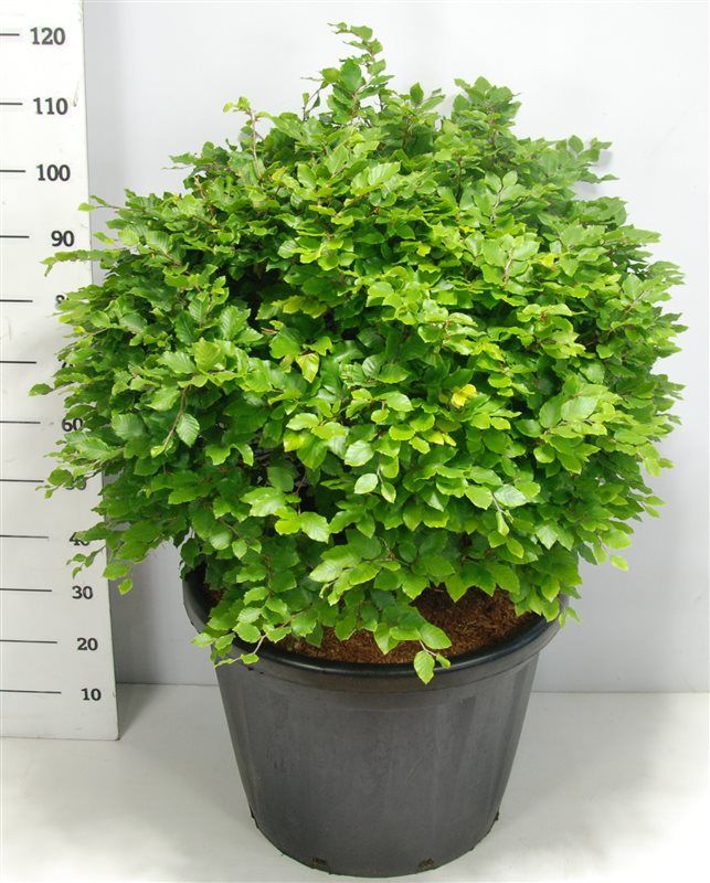 Fagus sylvatica, D 58