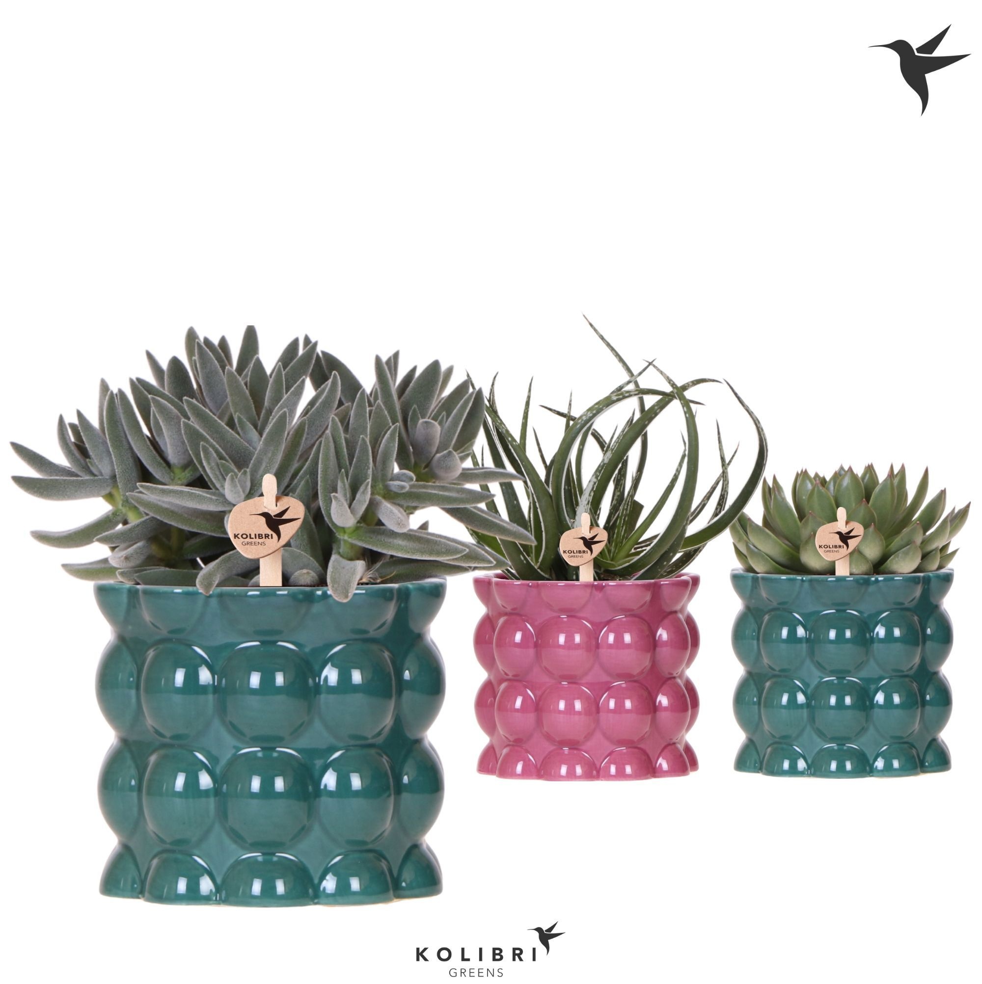 Kolibri Greens Succulenten mix in Cotton pot green mix, D 12