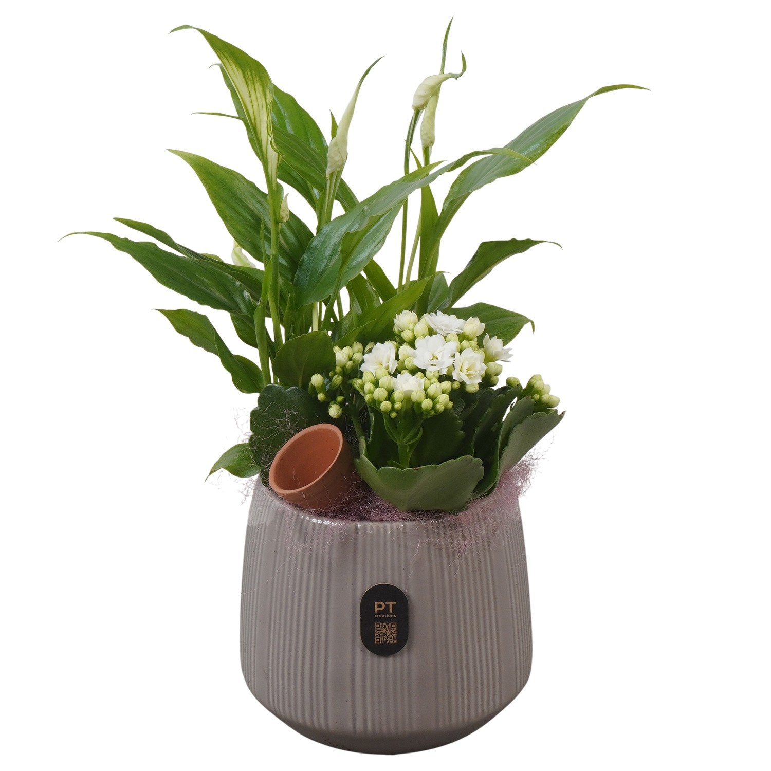 PTIB5168 Arrangement Indoor in keramiek pot, D 12