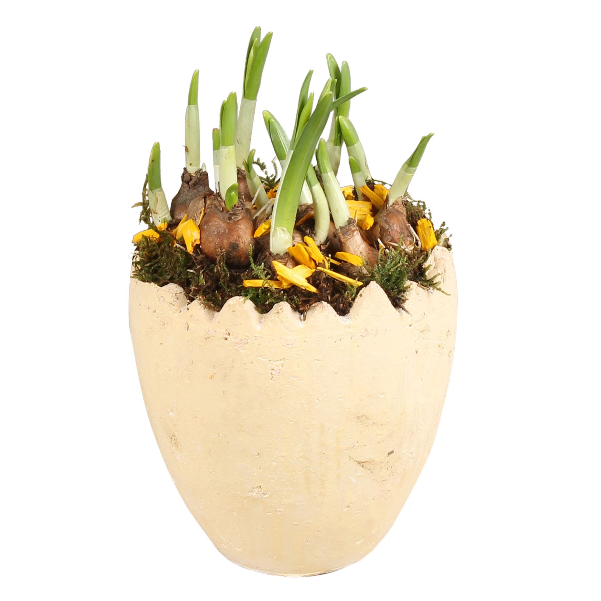 Easter Arr. Narcis Ceramic Half Egg Ø15cm 1PP, D 15