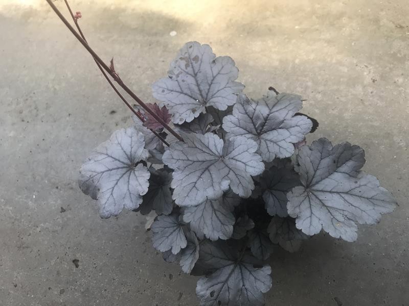 HEUCHERA-HYBRID, D 12