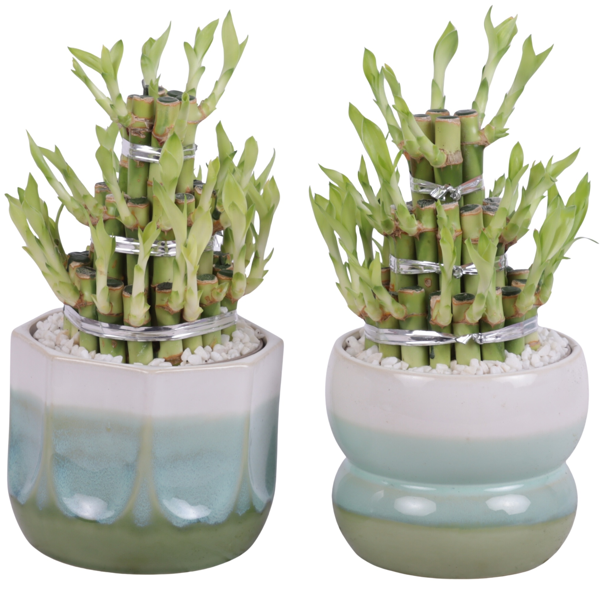 Lucky Bamboo Shape Round 3B Ø15cm Ceramic FB675, D 15