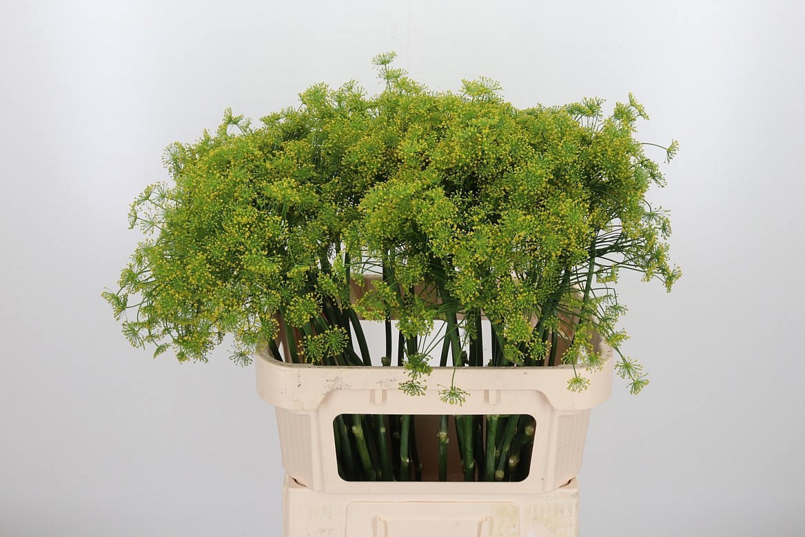 Анетум Гравеоленс 80 (желт.), шт.