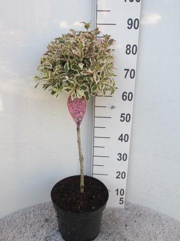 Weigela florida Monet 50 stam P26, D 26